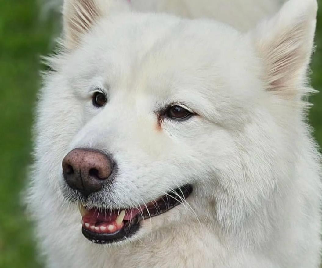 Con un bebé en casa, la familia de Milly ya no pudo cuidarla: ahora busca un hogar