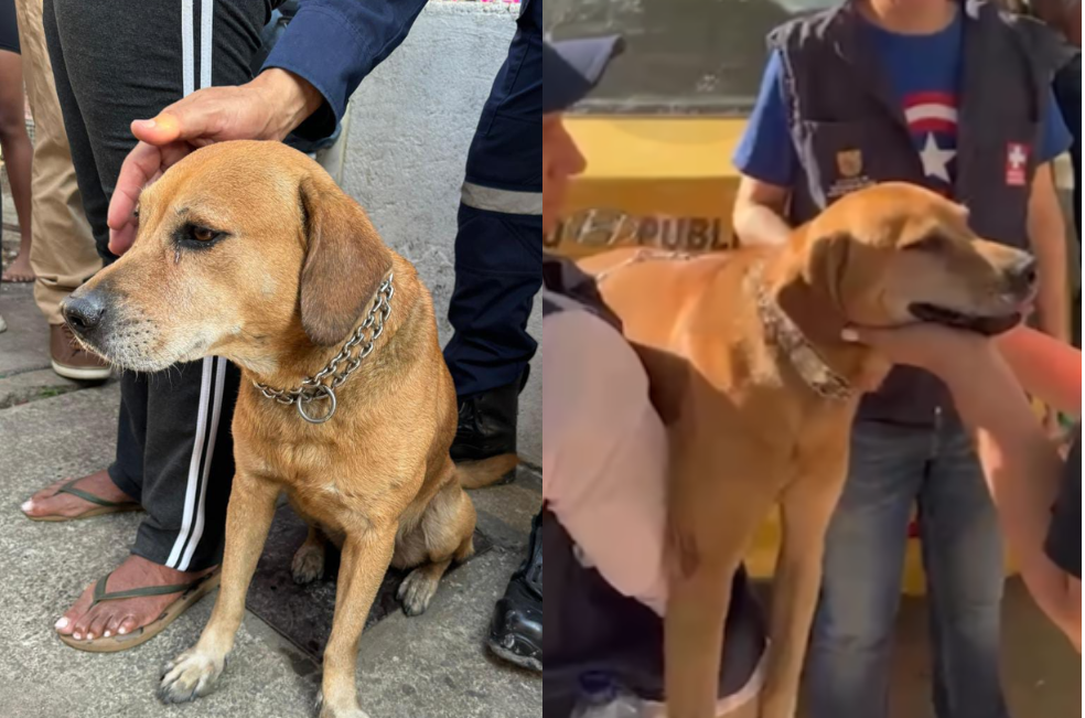 Esto se sabe de Mateo, el perrito que sobrevivió a un incendio en Cali