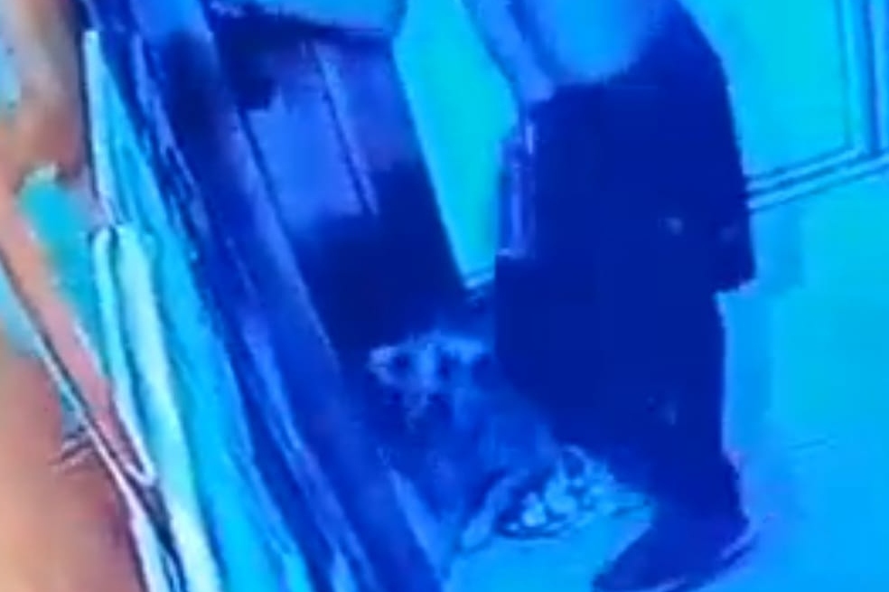 Nuevo caso de maltrato animal: denuncian golpiza a un perro en Medellín