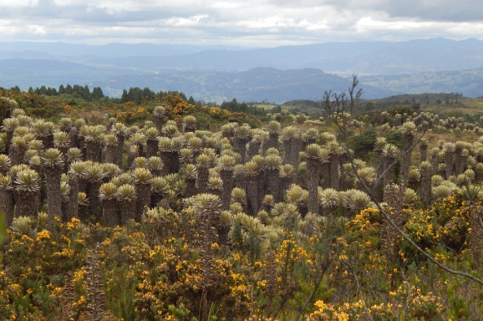 Población de Espeletia saboyana rodeada de retamo espinoso (Ulex europeus), una de las especies invasoras que ha colonizado el páramo.