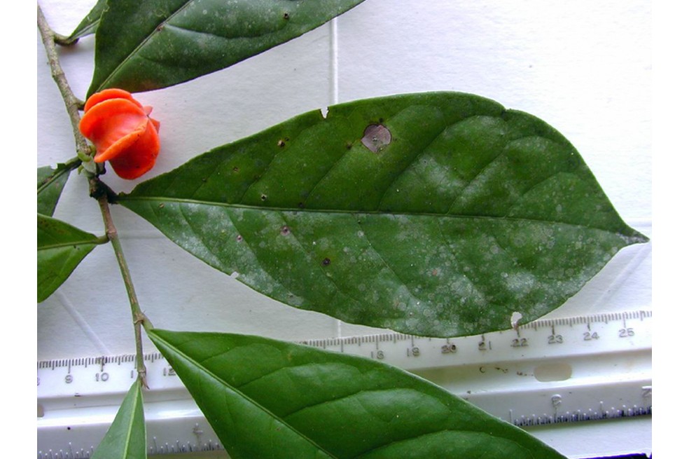 Una “planta misteriosa” es declarada como nueva especie en la Amazonia