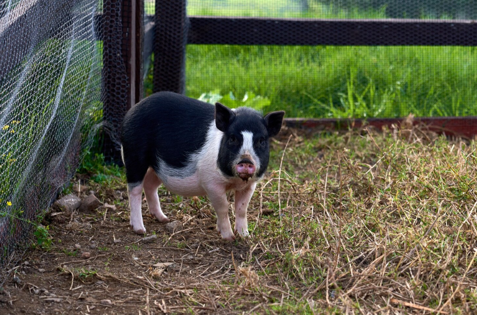 Mini pigs en las calles de Pereira: una crisis que podría salirse de control
