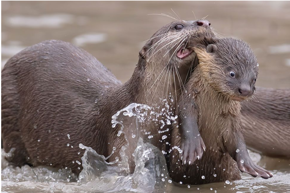 Hora de ir a la escuela. Así tituló Chee Kee Teo su fotografía que muestra cómo una nutria de pelo liso lleva a su cría en Singapur.