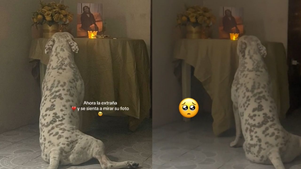 Este perrito llora desconsolado por la muerte de su abuela y se hace viral