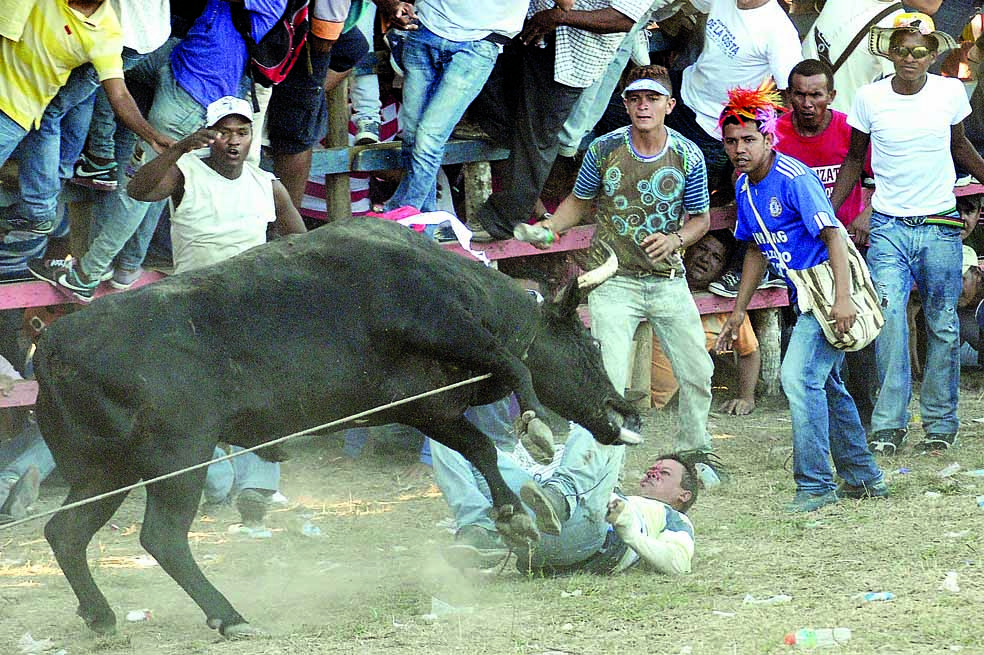 Un toro apuñalado, un caballo desmembrado