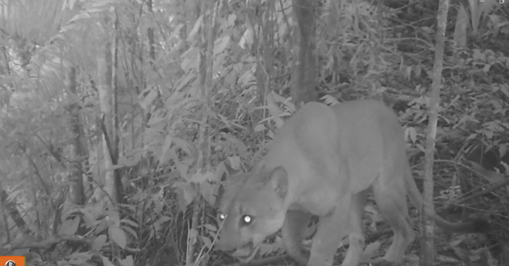 Así funciona el corredor biológico que busca proteger a cinco especies de felinos