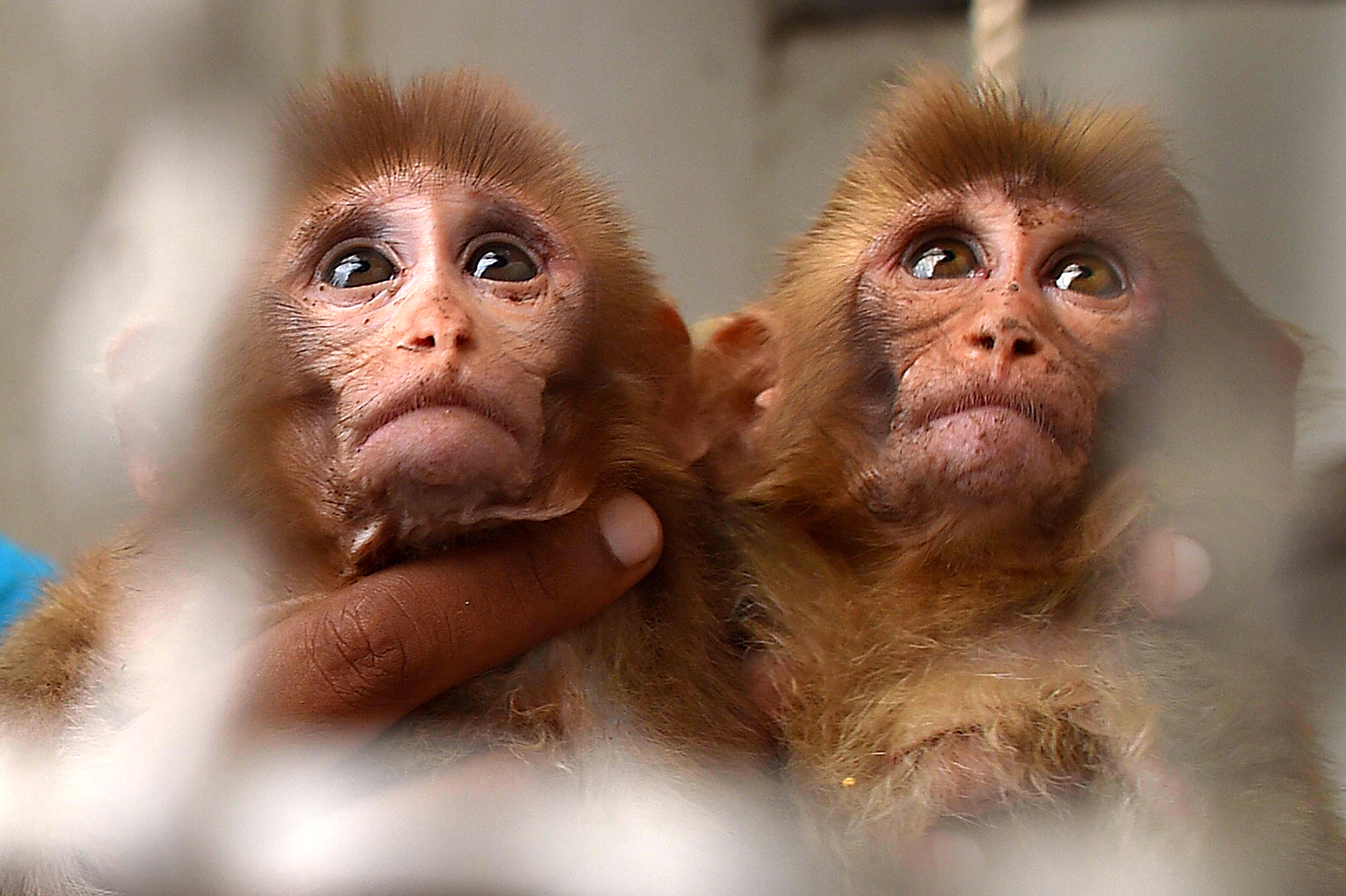 Cría de mono escapó de juicio por tráfico de animales en un tribunal de Pakistán