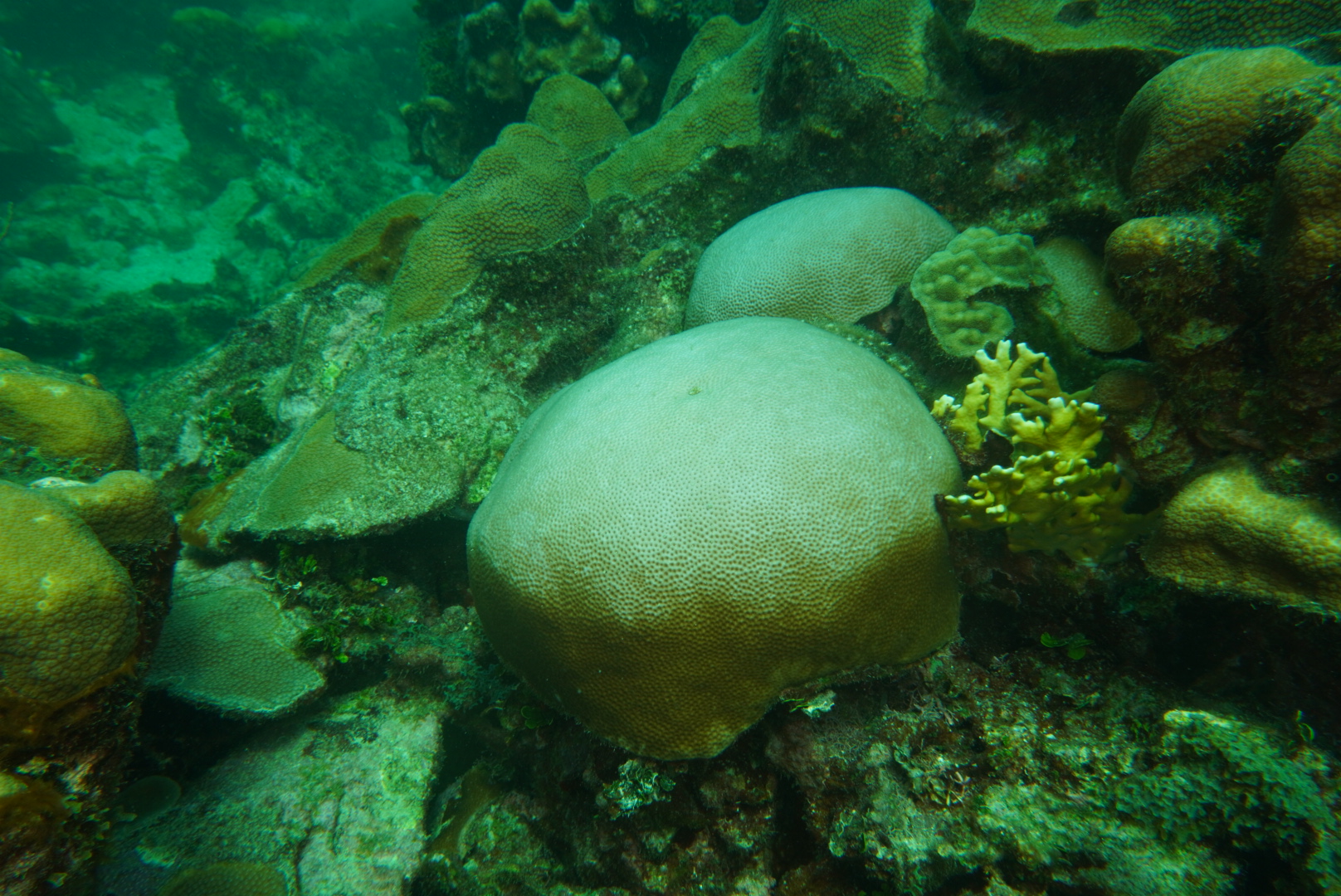 Expedición Reefcheck