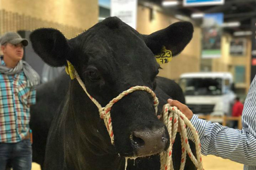 Así le va a Agroexpo, a pesar de la reaparición de la fiebre aftosa