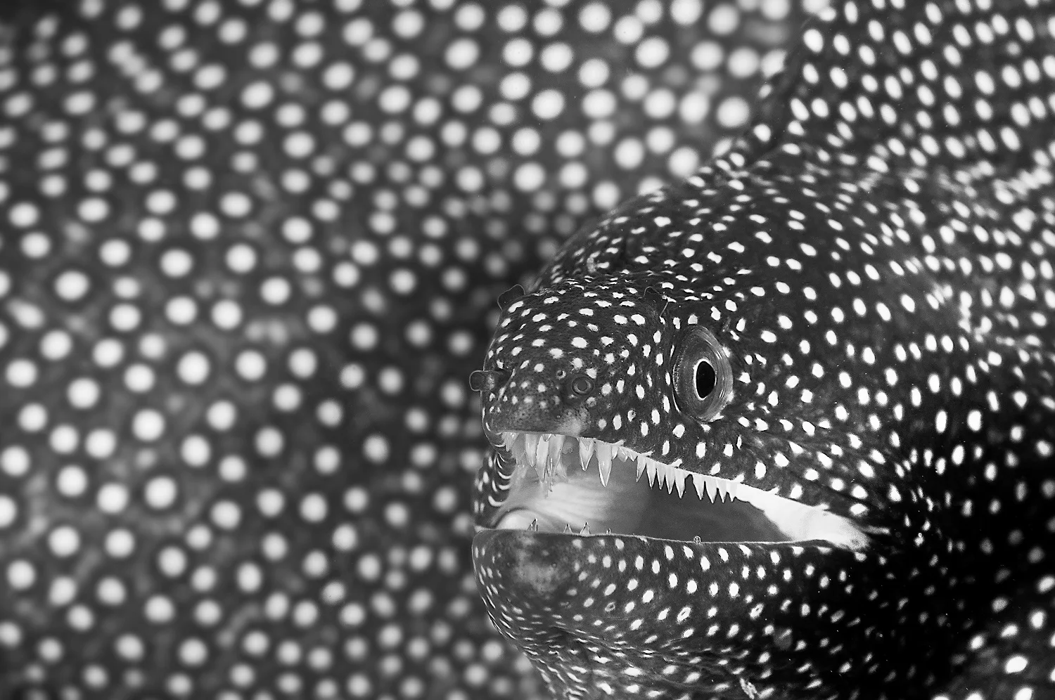 Fotografía ganadora del concurso Fotógrafo oceánico del año 2023.