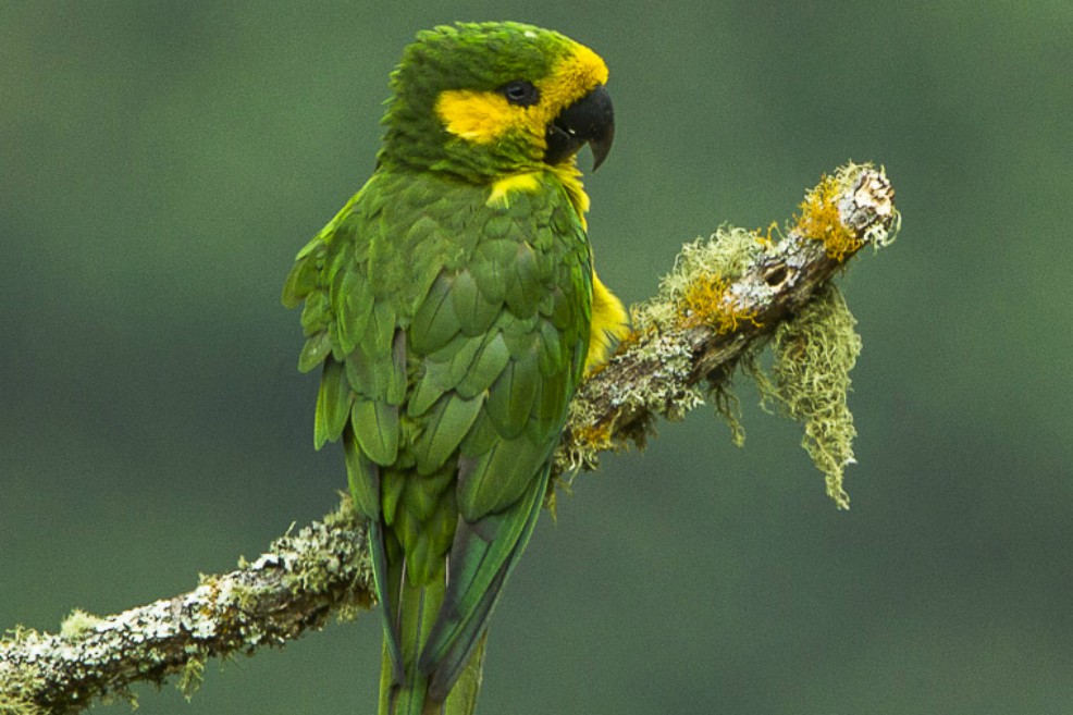 El Vaticano fue clave para salvar de extinción al loro orejiamarillo en el país