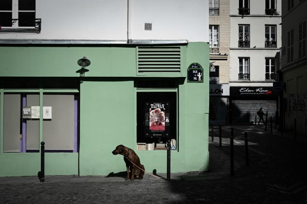 MinSalud rechaza abandono de animales por desconocimiento sobre COVID-19