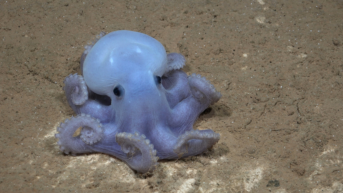 Es la primera vez que esta rara especie de pulpo -denominado informalmente pulpo Casper- se ve en el Pacífico Sur.
