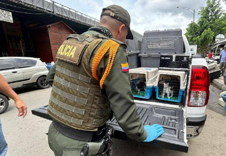 Autoridades rescatan 64 animales en Plaza Minorista de Medellín