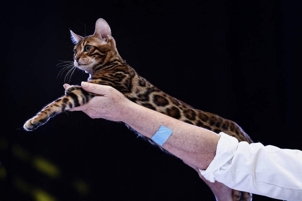 Premian a los gatos “más bonitos del mundo”: estos fueron algunos participantes