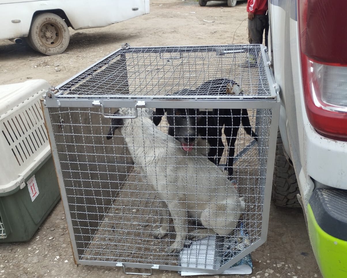 Cuidador entregó a los perros que atacaron a joven que perdió sus dos brazos