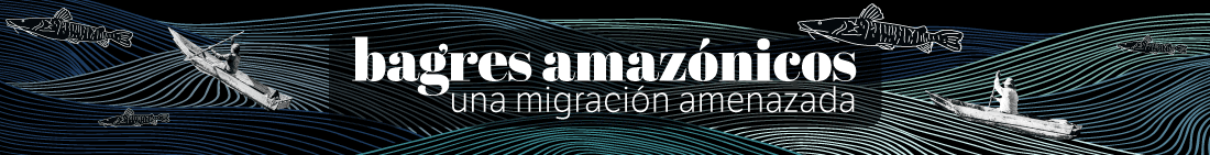 Bagres amazónicos