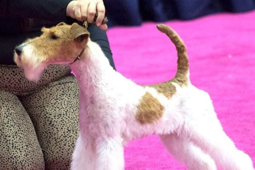 Fox terrier de pelo duro