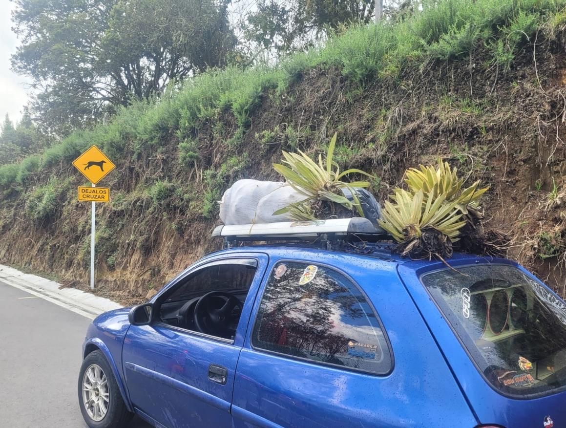 Capturaron a hombre que llevaba frailejones que sacó del Nevado del Ruiz