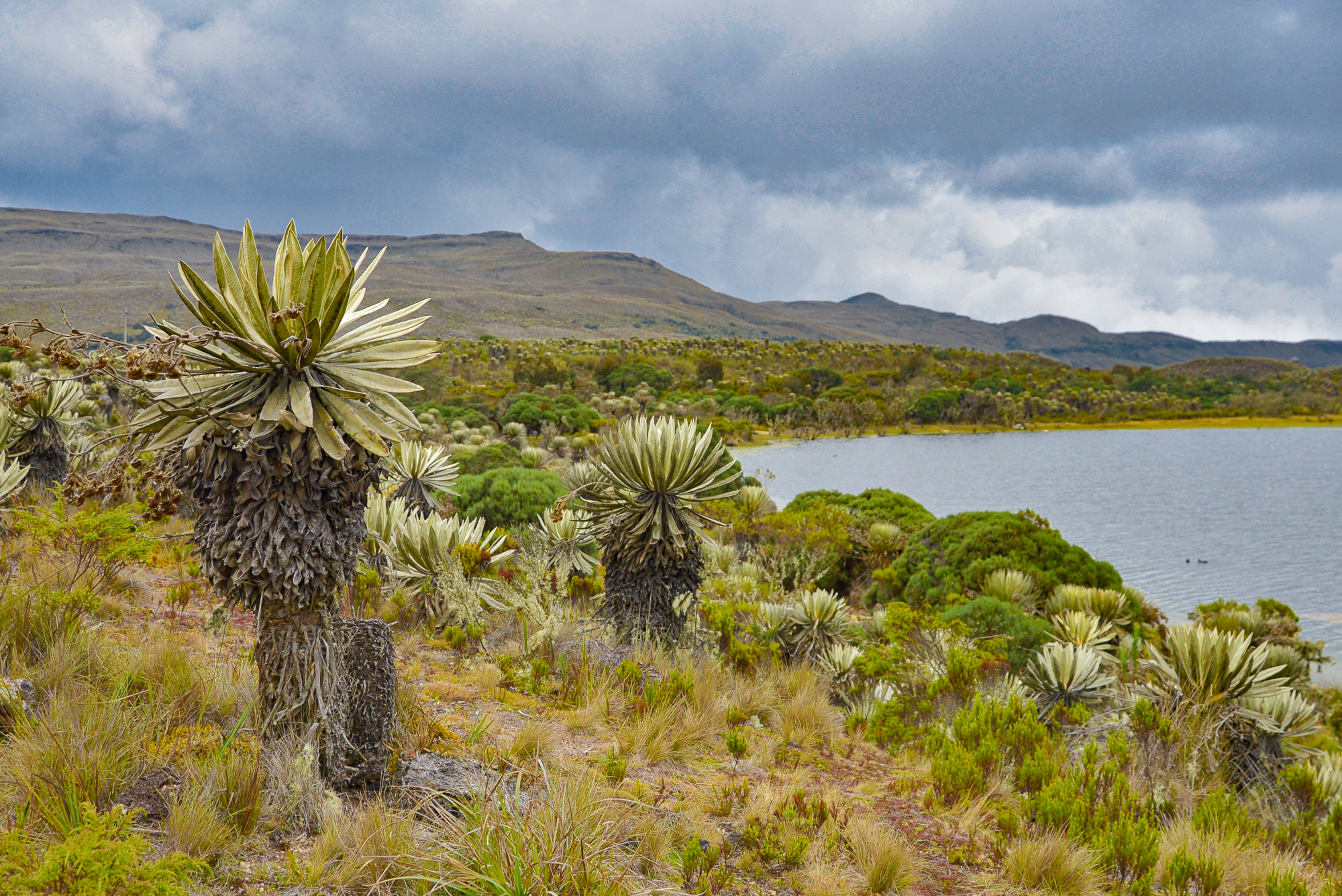 Avanza iniciativa para cuidar páramos: Chingaza, Sumapaz, Guerrero y Guacheneque