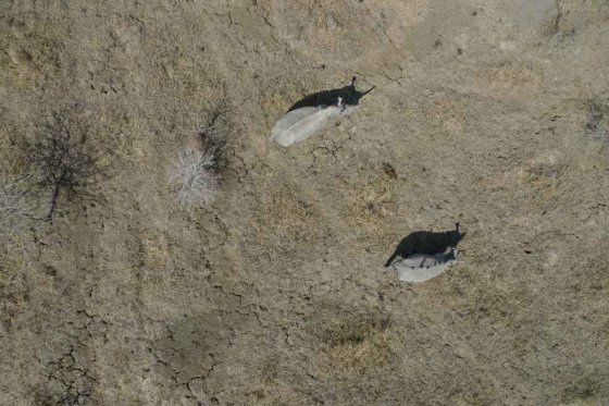 Drones para vigilar rinocerontes africanos