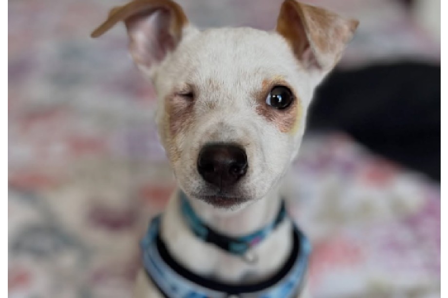 Morgan, el cachorro que sobrevivió en la soledad y sin un ojo, busca familia que nunca tuvo
