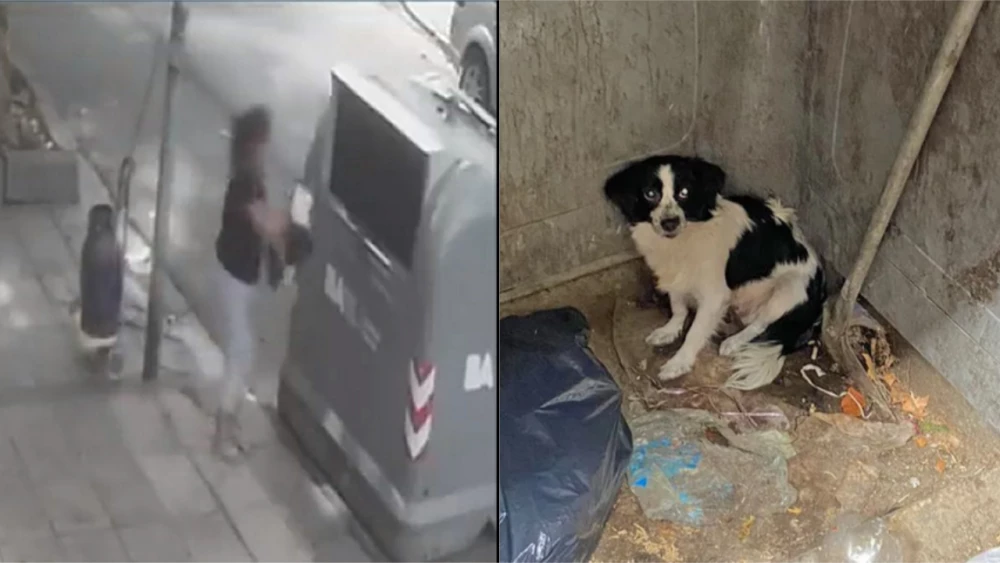 Mujer botó a su perrita en una caneca de basura pero luego fue rescatada