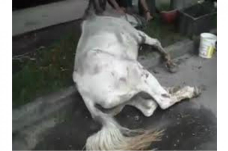 Un caballo murió en una calle de Barranquilla por agotamiento físico