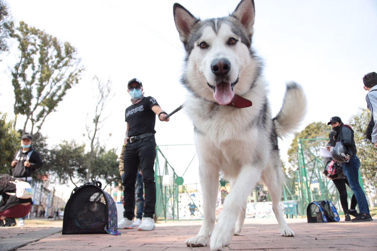 Esterilización gratuita para perros y gatos en Bogotá: así puede inscribirse