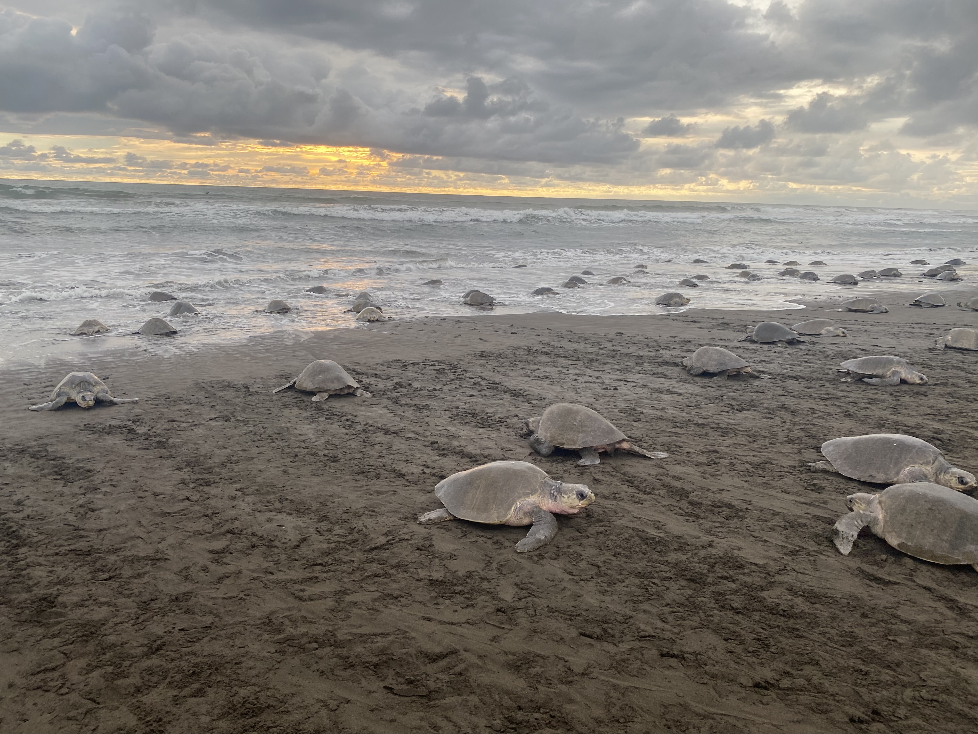 Las tortugas marinas están en riesgo. Aquí hay una estrategia para proteger sus viajes