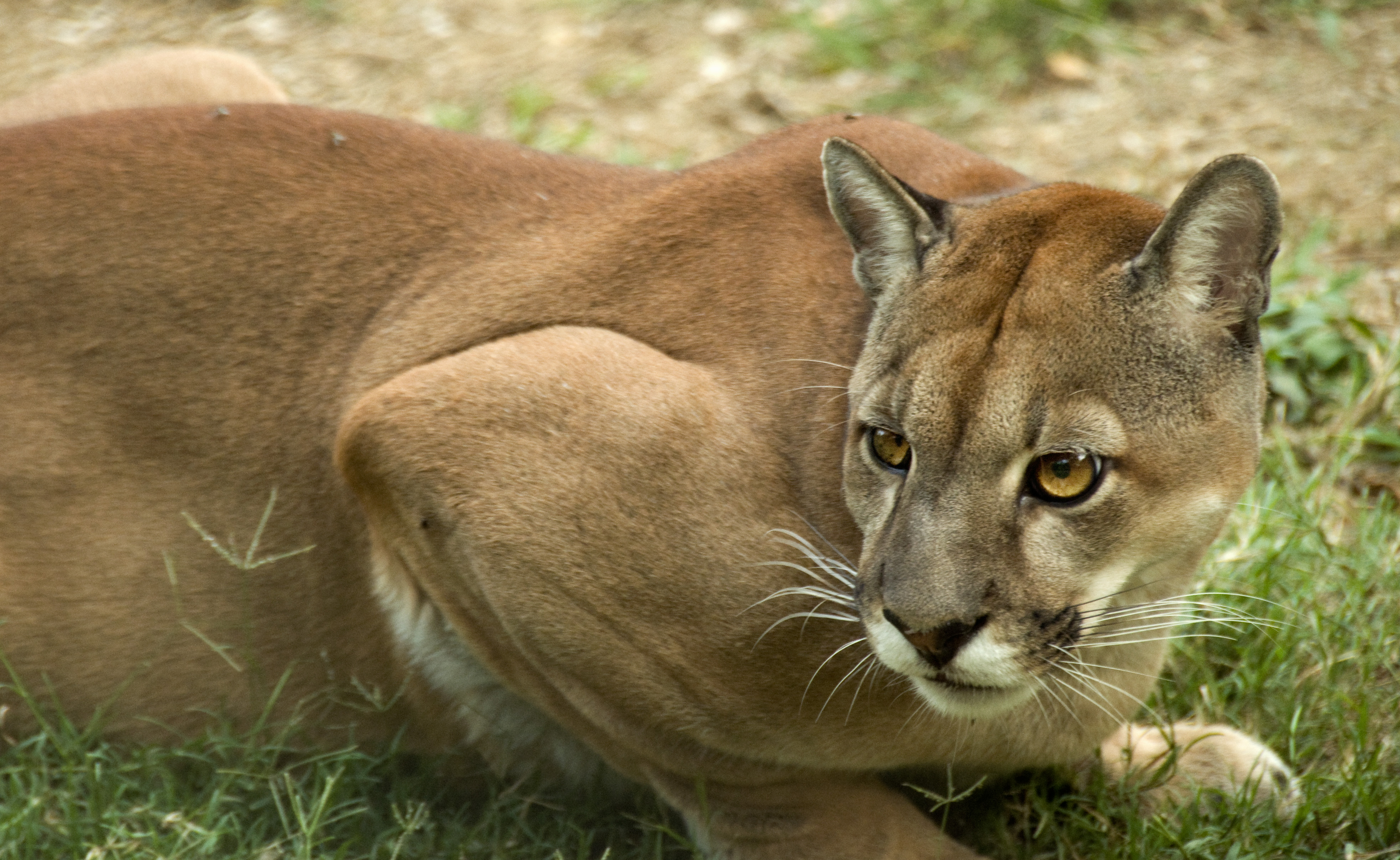 A tiros fue asesinada la puma hembra que fue hallada muerta en Yotoco, Valle