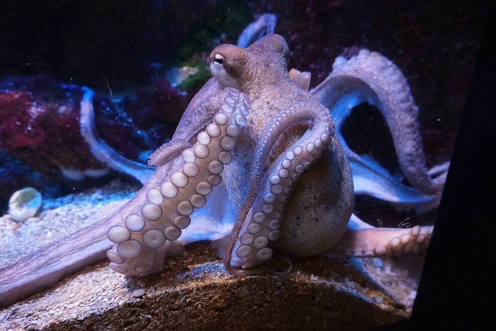 Calamares, ¿la alternativa para reemplazar el plástico?