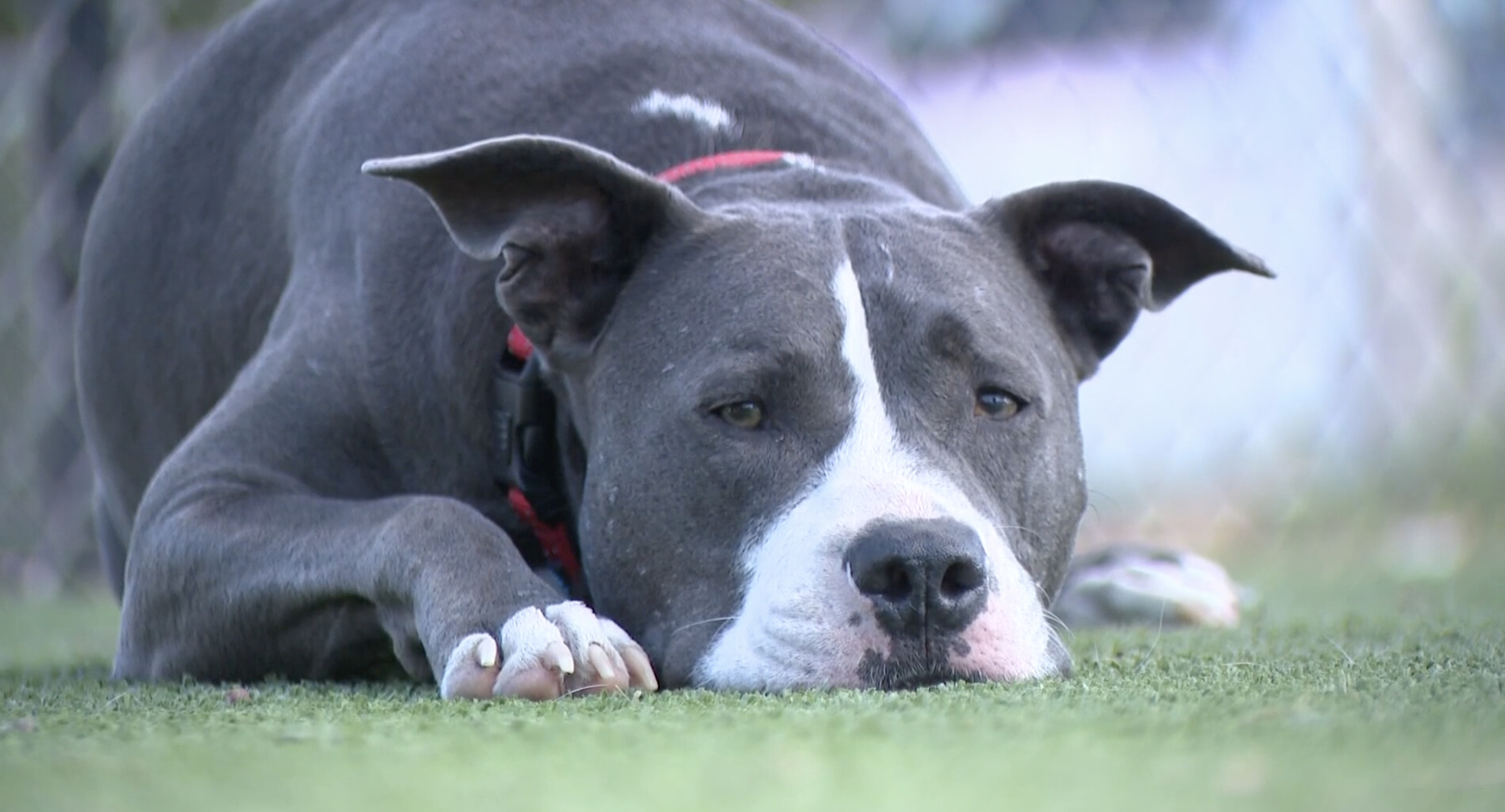 Las mascotas son inembargables: lo que debes saber sobre su protección legal