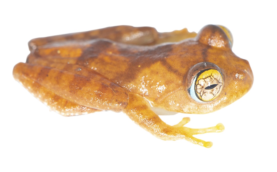 Individuo de una "Boophis burnhamae" sp. nov., hallado en Madagascar.