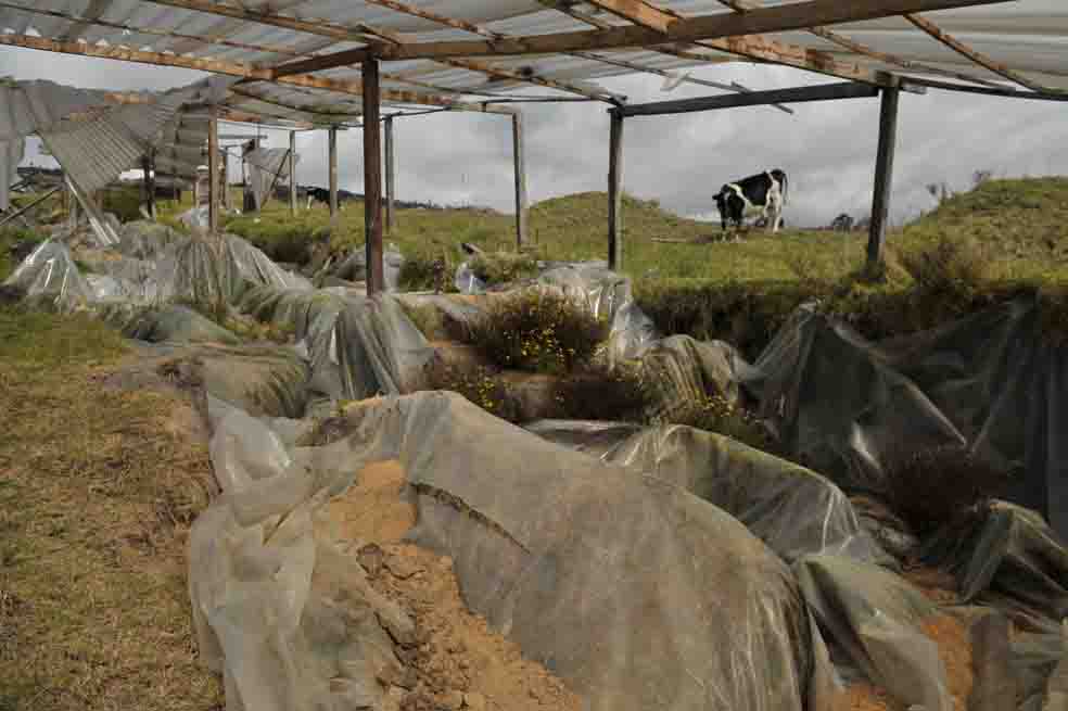 Muiscas buscan preservar sus costumbres frente a la occidentalización