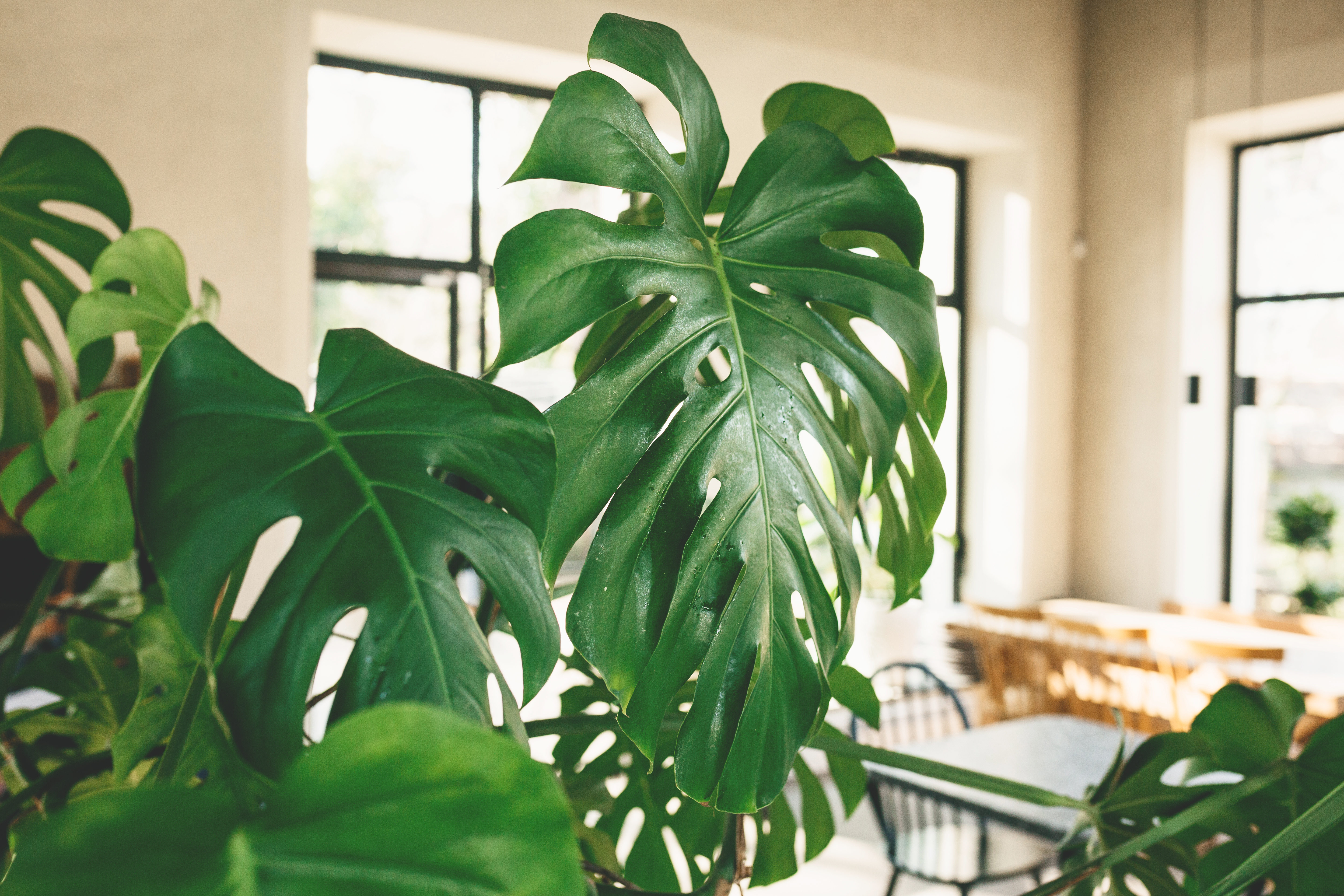 Hojas amarillas en la Monstera deliciosa: qu hacer si aparecen en su  planta? | EL ESPECTADOR