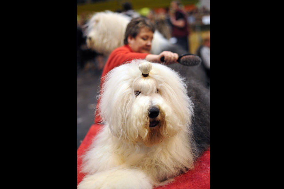 Certamen Crufts dog show