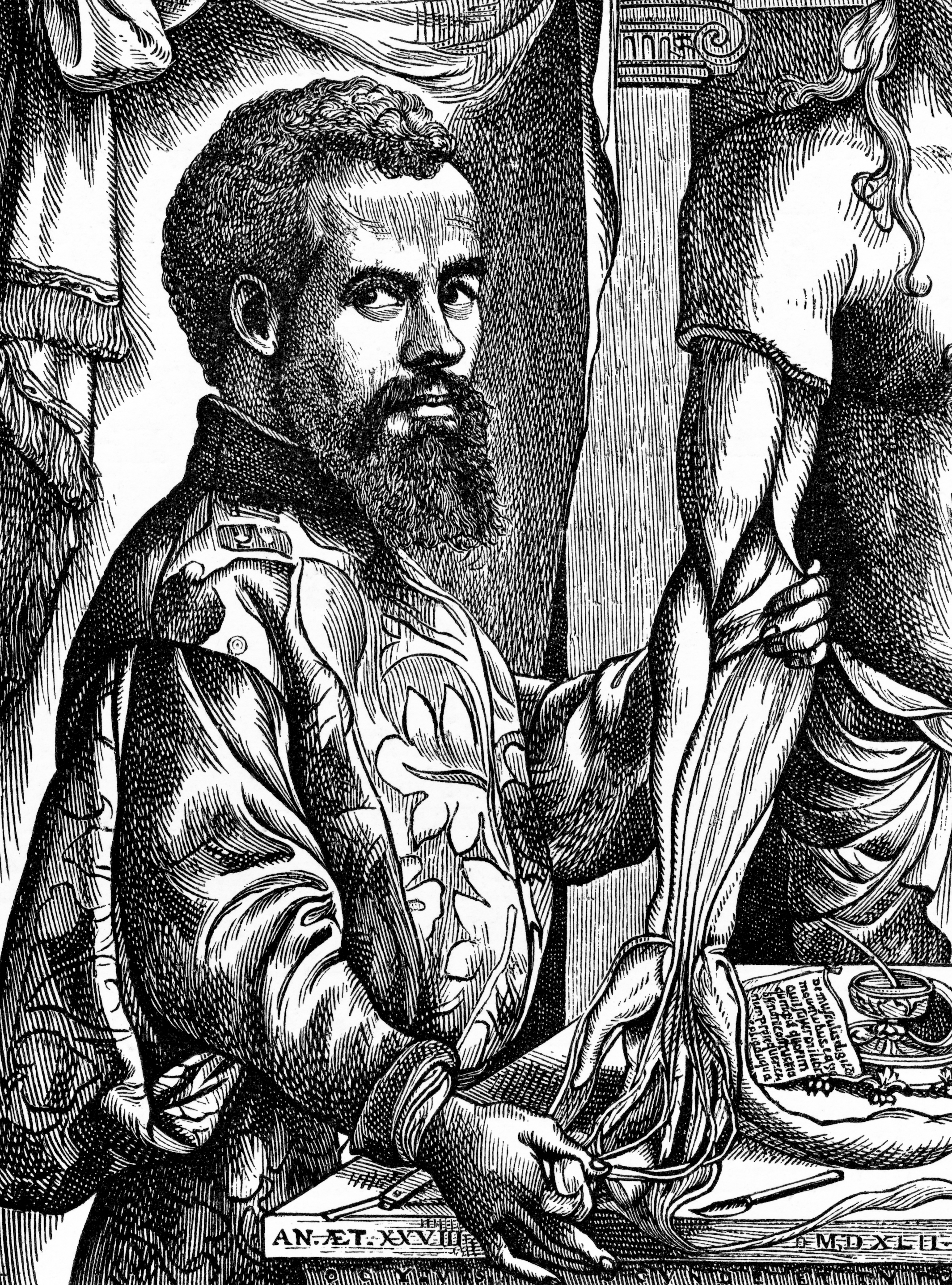 Andrea Vesalio (1514-1564) mostrando la anatomía de un brazo humano y los vasos sanguíneos que contiene.
