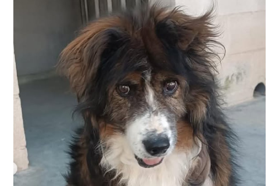 Currito fue devuelto 30 minutos después de ser adoptado: esta fue la triste razón