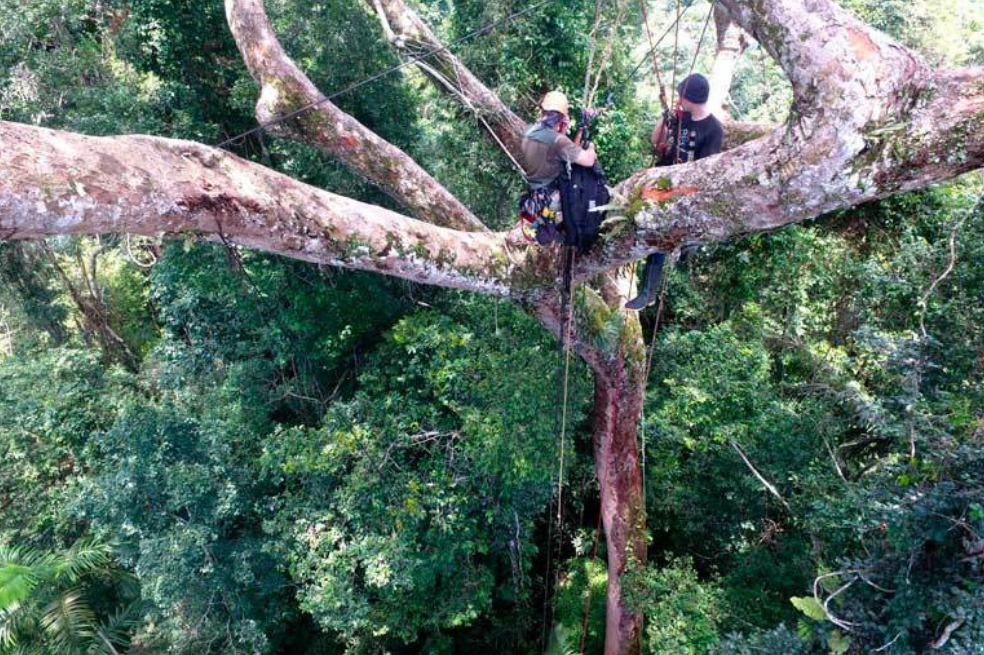 Celulares en la copa de los árboles: el exitoso plan peruano contra la deforestación