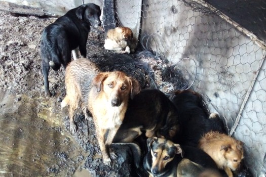 Chipaque: quemaron albergue con 117 perritos, así se salvaron y ahora buscan hogar