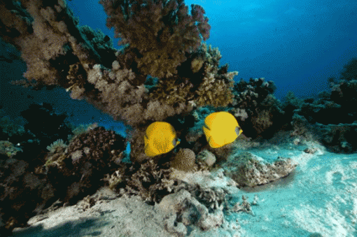 Calentamiento global afecta el crecimiento de los peces en la zona ecuatorial