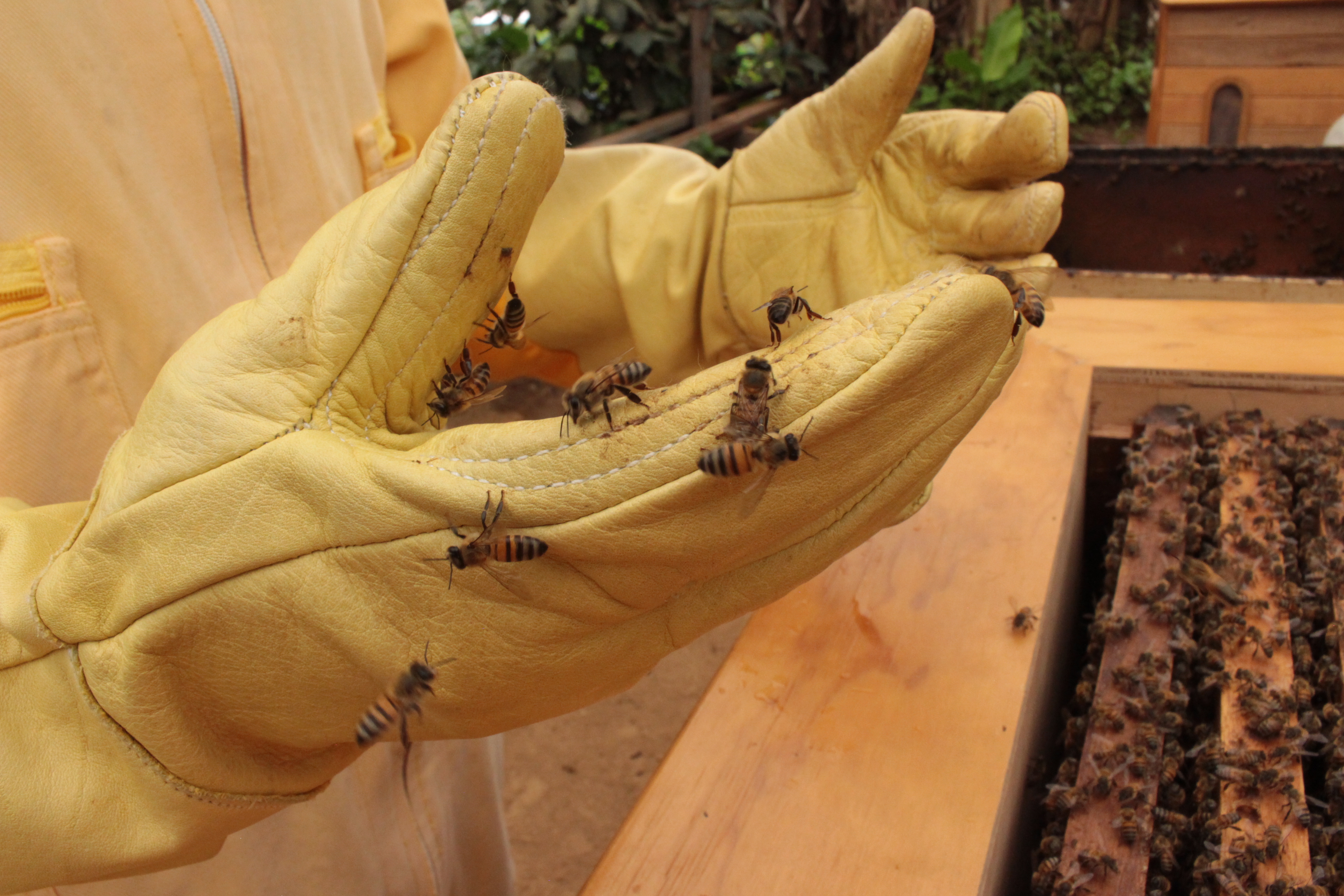 De la flor al panal: el dulce tour de las abejas que le apuesta a la conservación