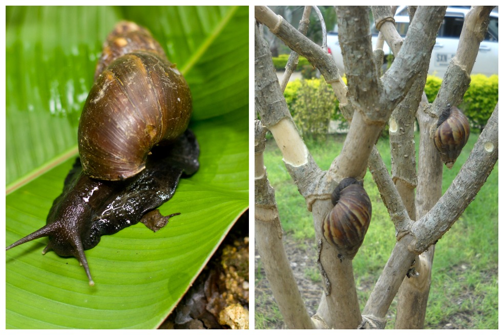 La invasión del caracol africano