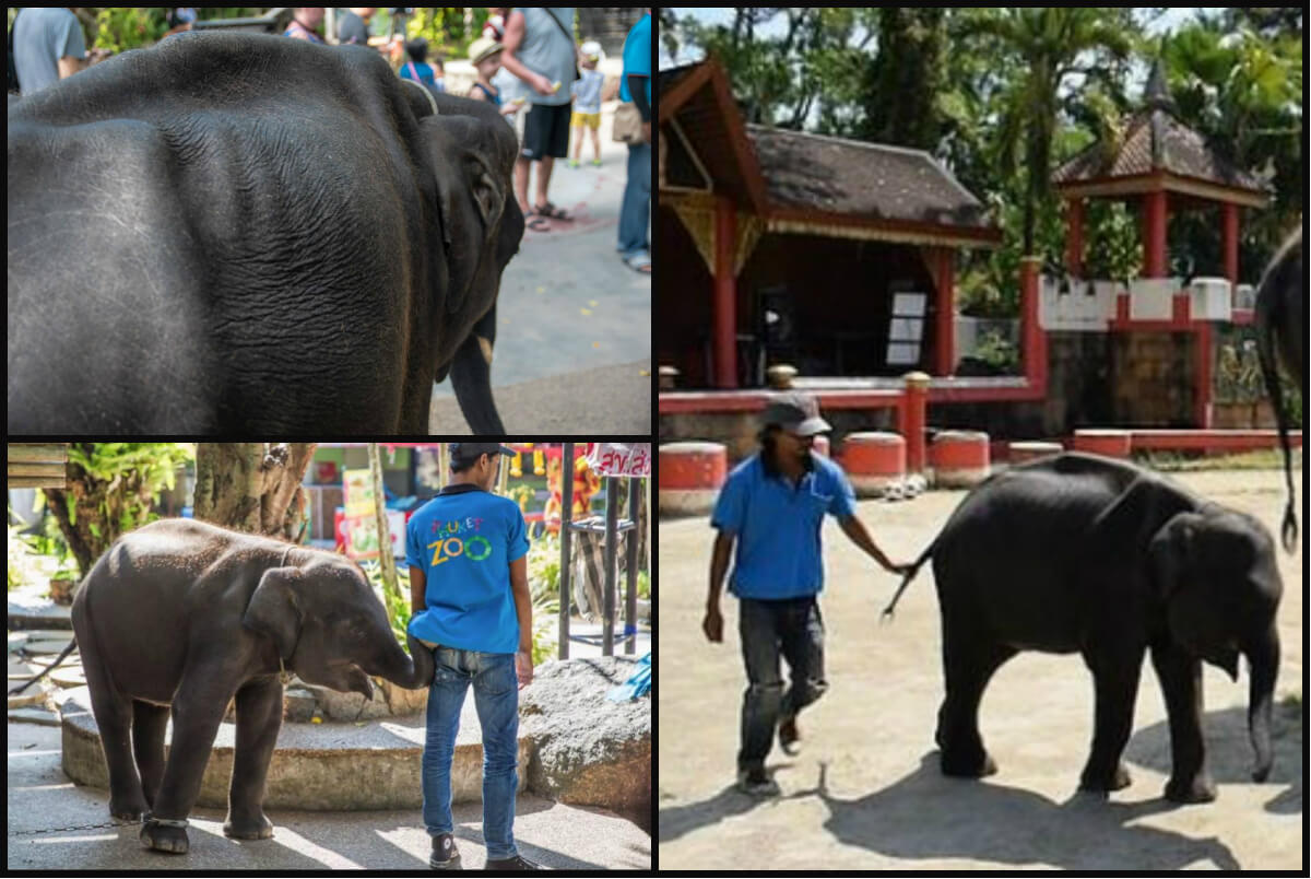 Impactantes imágenes del maltrato que sufrió Dumbo, el elefante que murió en zoológico de Tailandia