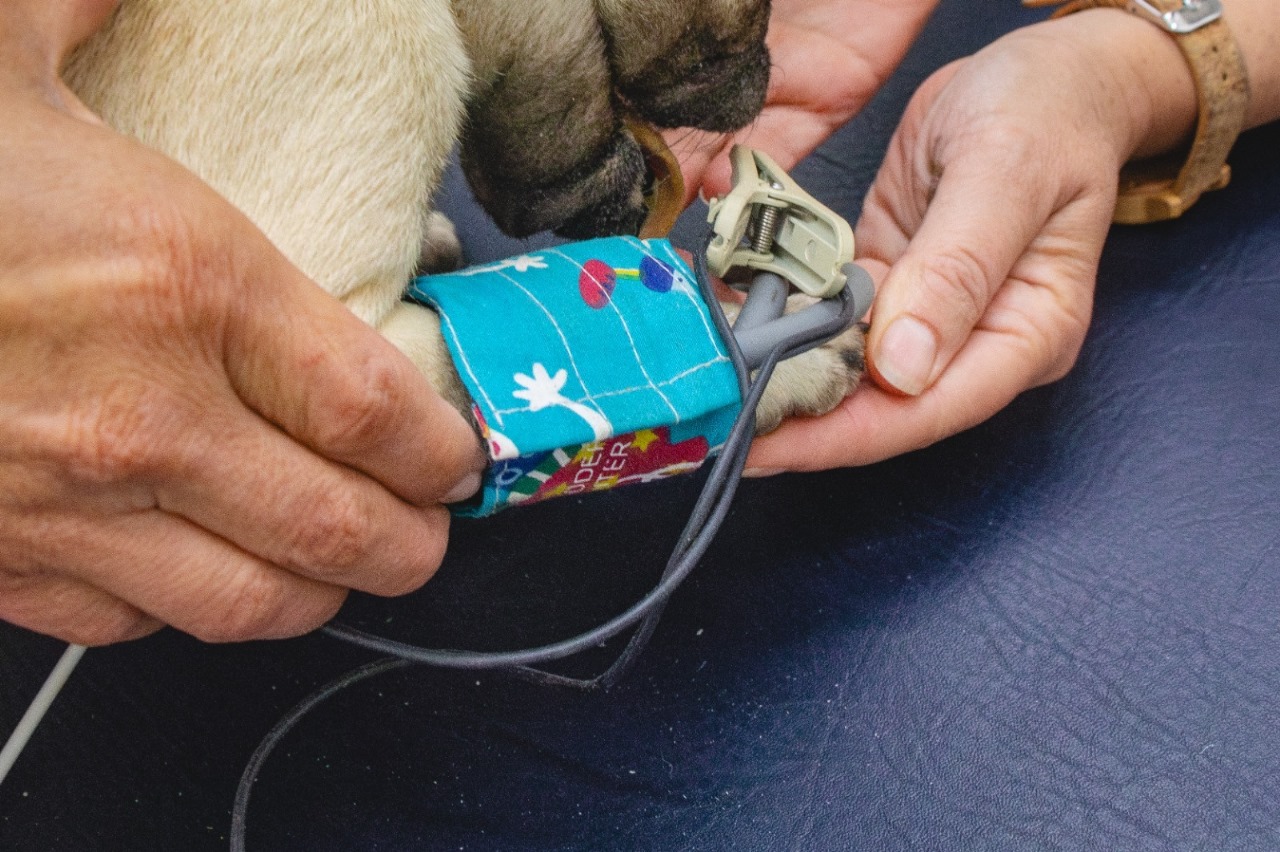 Así se podrán medir las pulsaciones del canino.