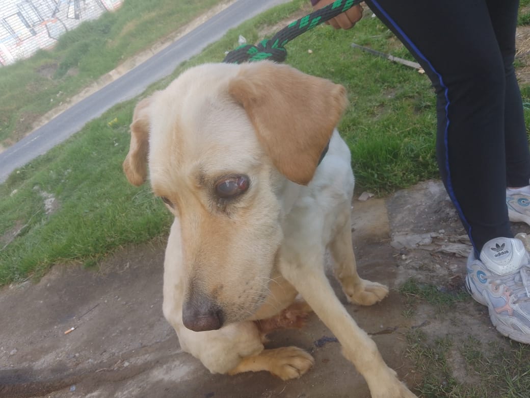 Por la vida de Ángel: un llamado a la solidaridad para un guerrero de cuatro patas