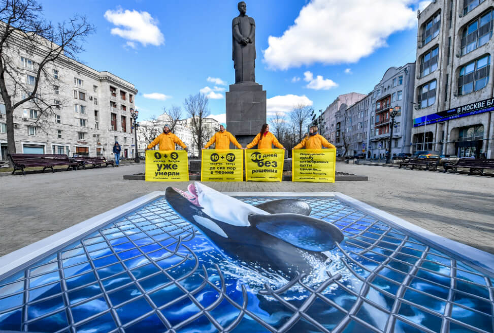 Por presión de ambientalistas, Rusia prometió liberar a 11 orcas y 93 belugas