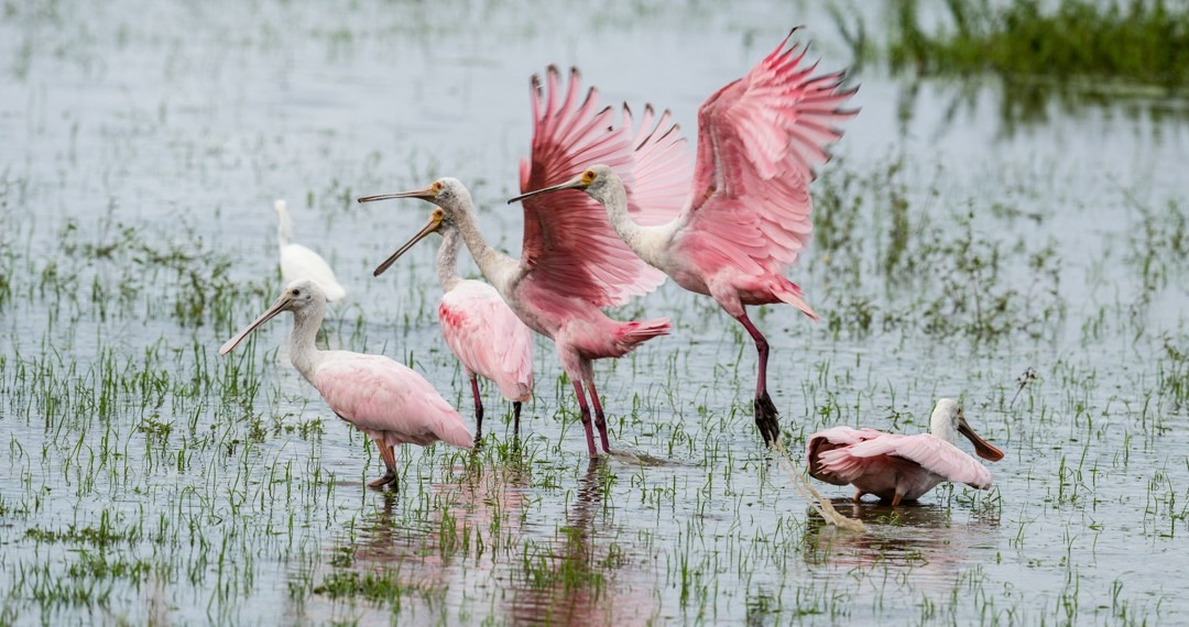 Fotos: Colombia es un país megadiverso con más de 67 mil especies de fauna y flora
