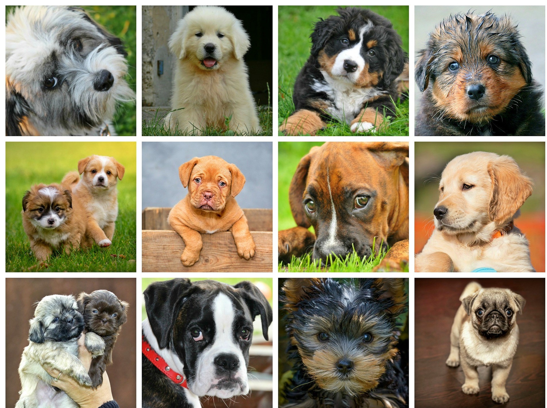 Estudio genético podría dar pistas sobre el origen de las razas de perros